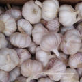 Fresh Normal White Garlic with Purple Skin